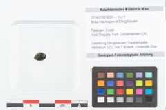 Foto (Objekt + Etikett) von Musa macrosperma Ettingshausen (NHMW-GEO-2024-0188-9020)